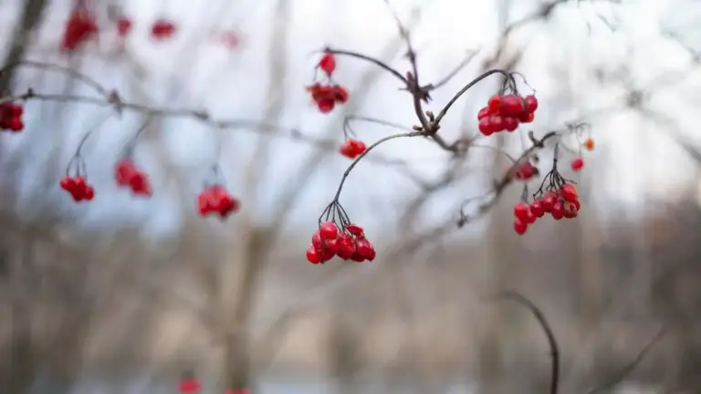 berry garden Sweden