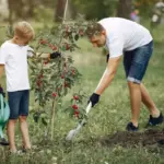 fruit tree planting Sweden garden backyard