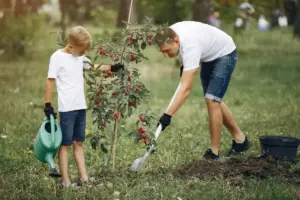 fruit tree planting Sweden garden backyard