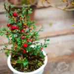 garden berry bushes Sweden