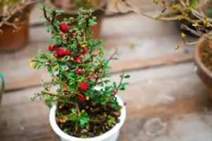 garden berry bushes Sweden