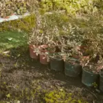 home berry gardening in containers sweden