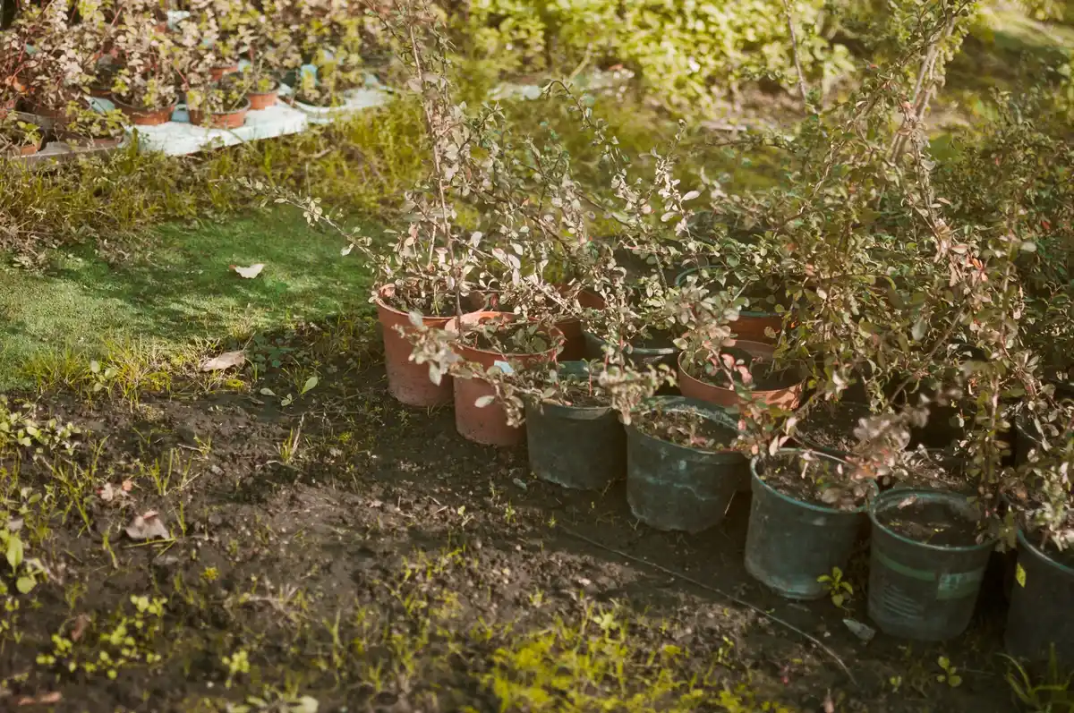 home berry gardening in containers sweden