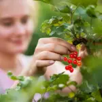 large ripe berries garden Sweden