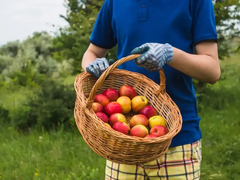 fruit tree garden harvest Sweden