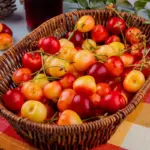 Swedish garden fruit trees apple pear plum cherry