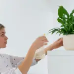 indoor plant care tips Sweden