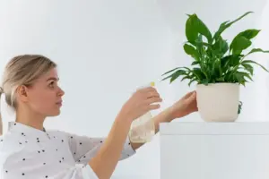 indoor plant care tips Sweden