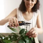 rescuing wilted houseplants