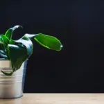 indoor plants for low light dark windows