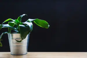 indoor plants for low light dark windows