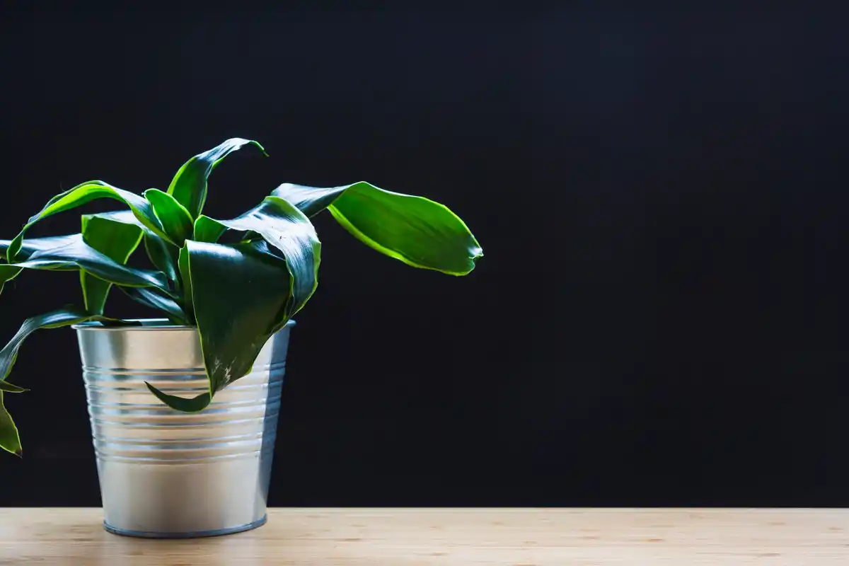 indoor plants for low light dark windows