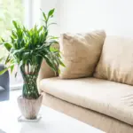 indoor lush green plants living room