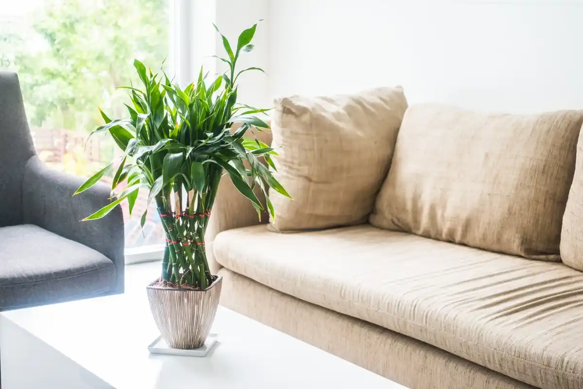 indoor lush green plants living room