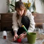 cheap easy houseplants for beginners