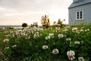 blueberry bush cultivation backyard Sweden