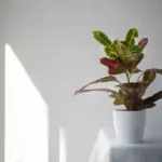 indoor potted plants Scandinavian home