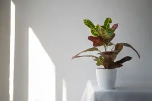 indoor potted plants Scandinavian home