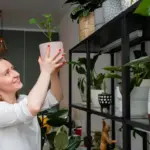 houseplants blooming all year indoors