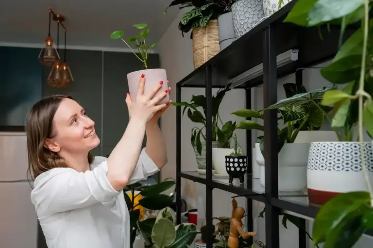 houseplants blooming all year indoors
