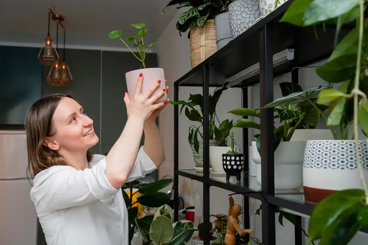 houseplants blooming all year indoors