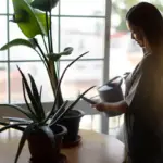 indoor house plants care tips