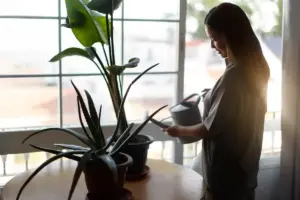 indoor house plants care tips