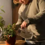 watering indoor plants potted plants