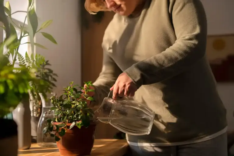 watering indoor plants potted plants