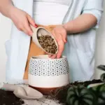 potted plants soil mix indoor gardening