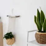 Indoor potted plants Scandinavian interior green oasis