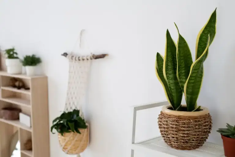 Indoor potted plants Scandinavian interior green oasis