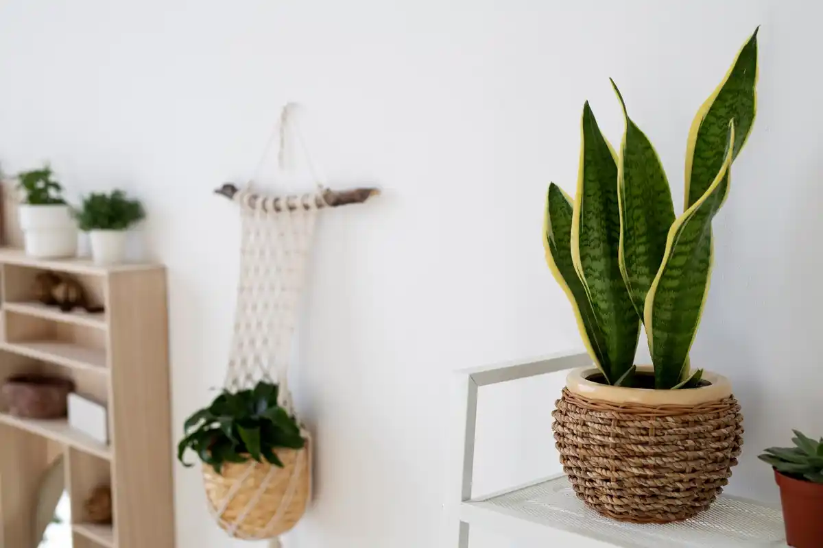 Indoor potted plants Scandinavian interior green oasis