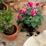 Swedish garden plants spring summer