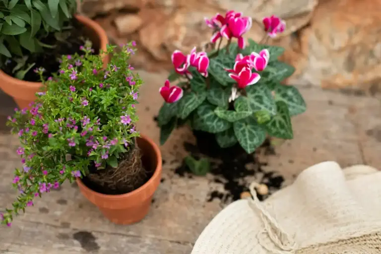 Swedish garden plants spring summer
