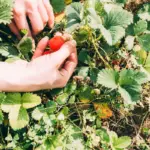 Swedish garden strawberries cultivation