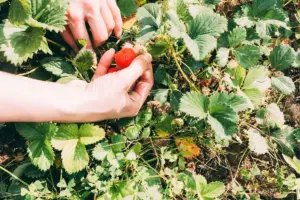 Swedish garden strawberries cultivation