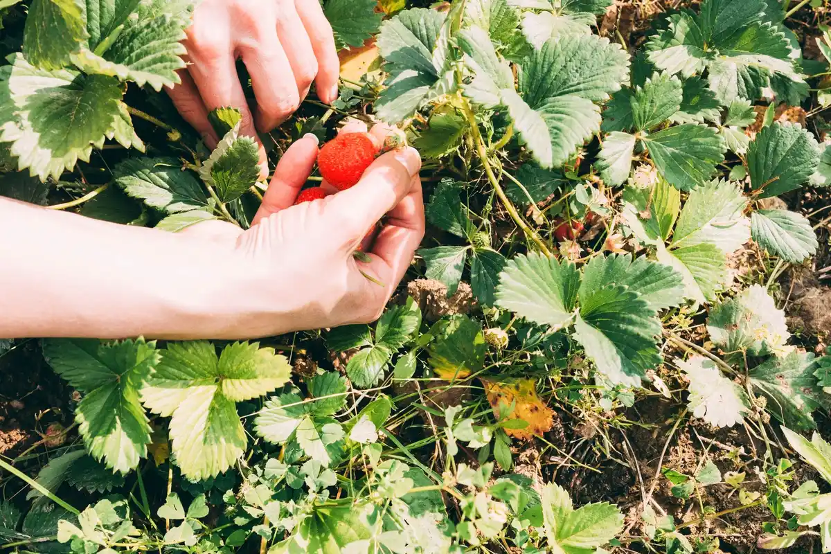 Swedish garden strawberries cultivation