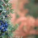 blueberry bush planting garden Sweden