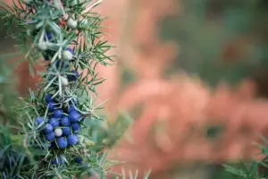 blueberry bush planting garden Sweden