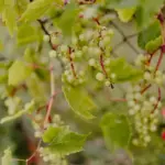 Gooseberry bush garden Sweden