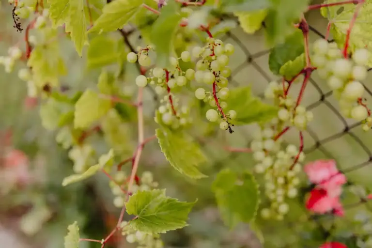 Gooseberry bush garden Sweden