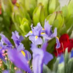 Swedish blooming garden spring plants