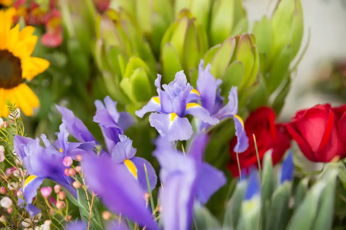 Swedish blooming garden spring plants