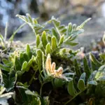 cold hardy plants Sweden winter garden