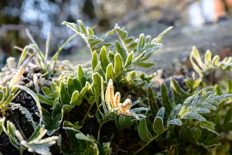 cold hardy plants Sweden winter garden