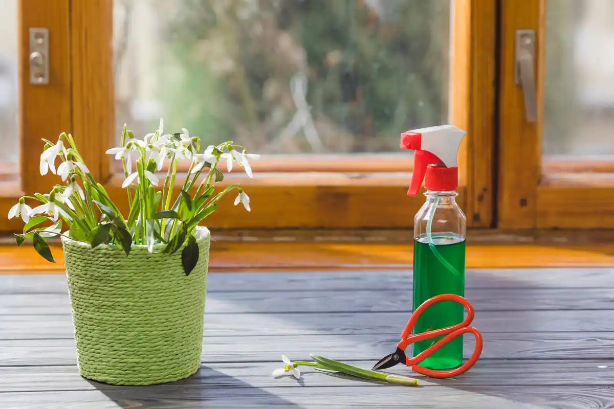 pest control for houseplants garden pests Sweden