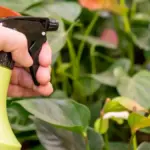 garden pest control Sweden natural