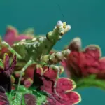 aphids and lice on plants removal