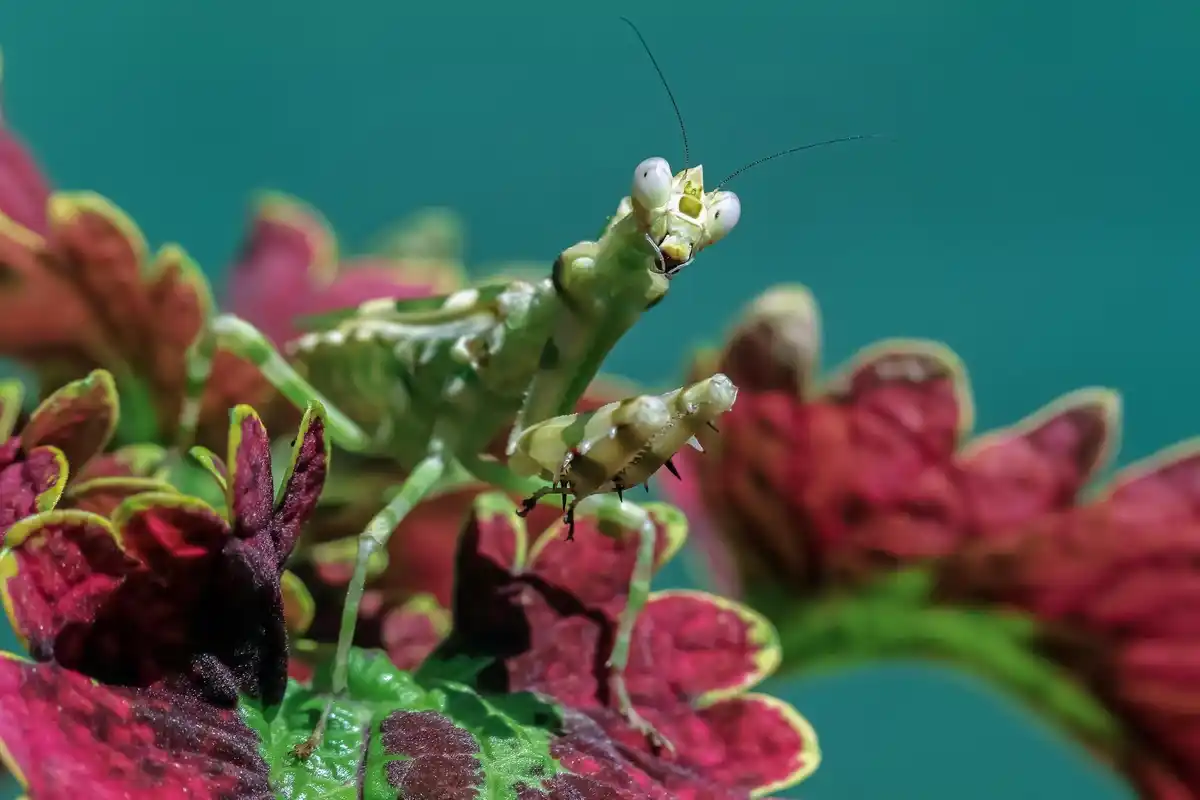 aphids and lice on plants removal